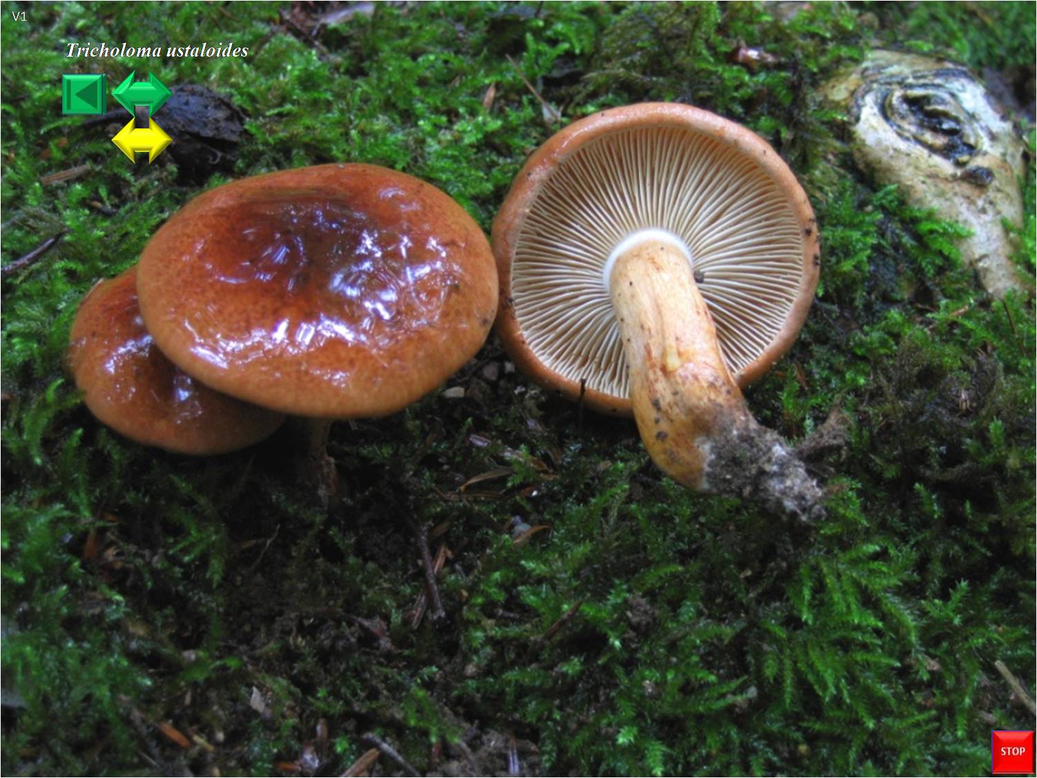 Tricholoma ustaloides var. aurantioides