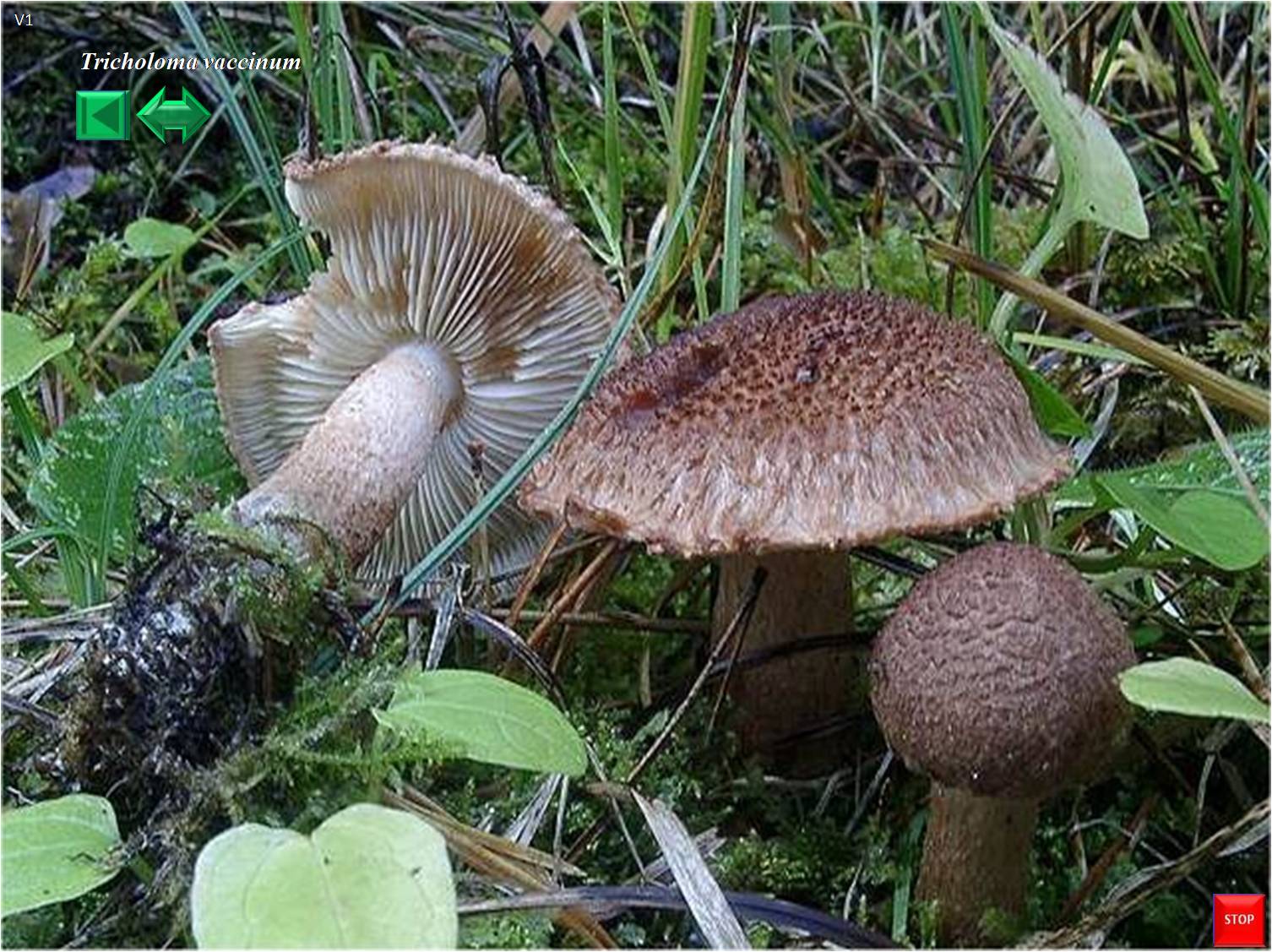 Tricholoma fulvosquamosum