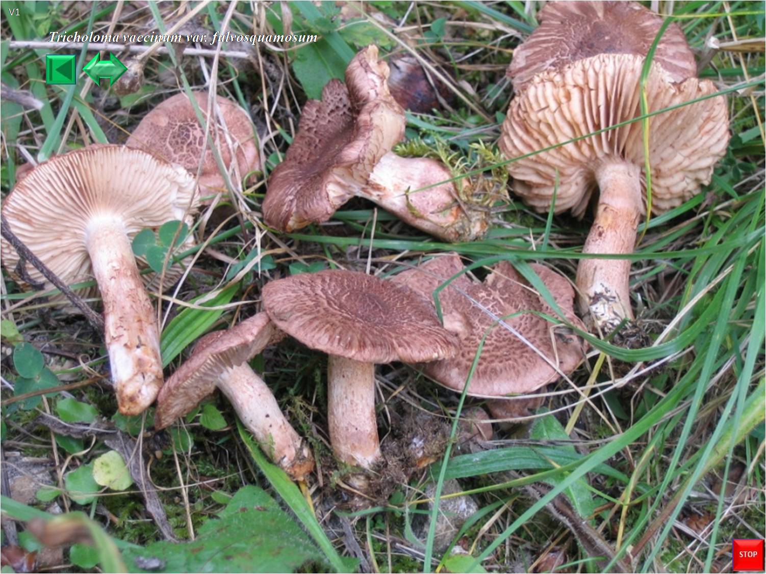 Tricholoma vaccinum