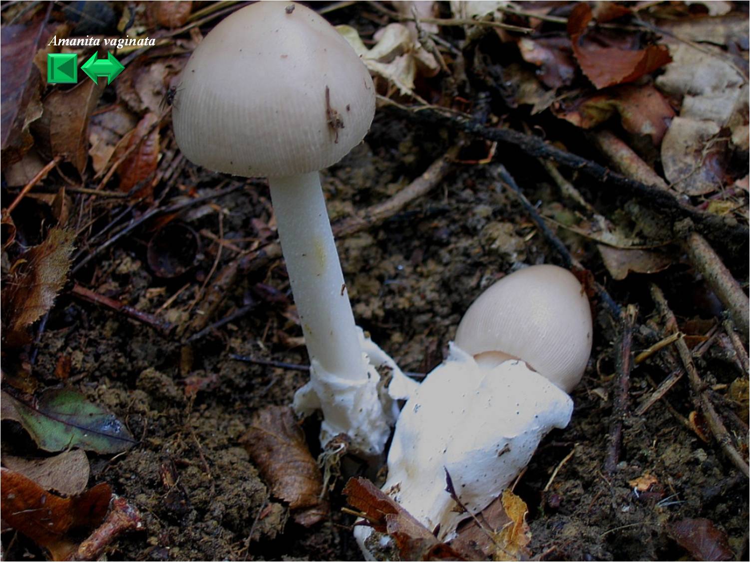 Amanitopsis vaginata