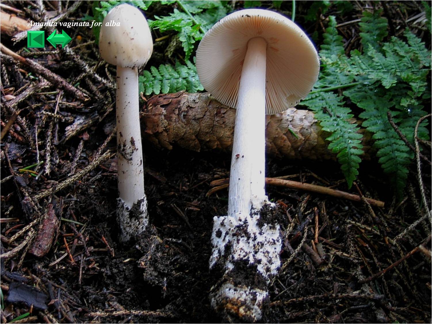 Amanitopsis vaginata for. alba