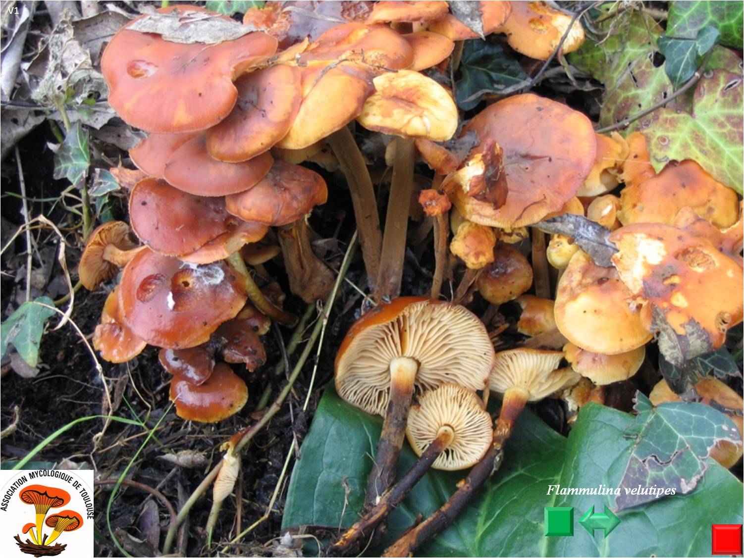 Flammulina velutipes