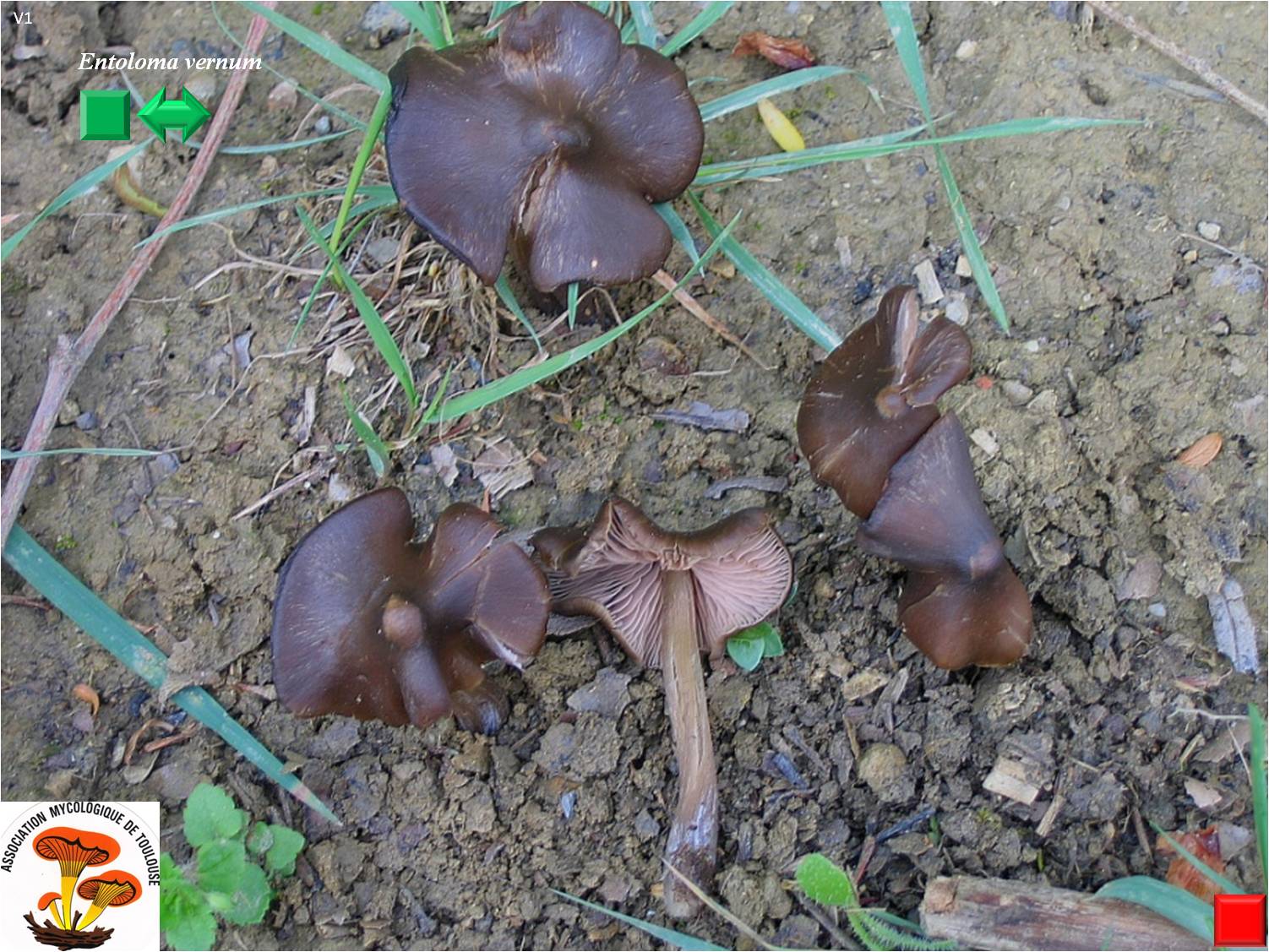Entoloma sericeum