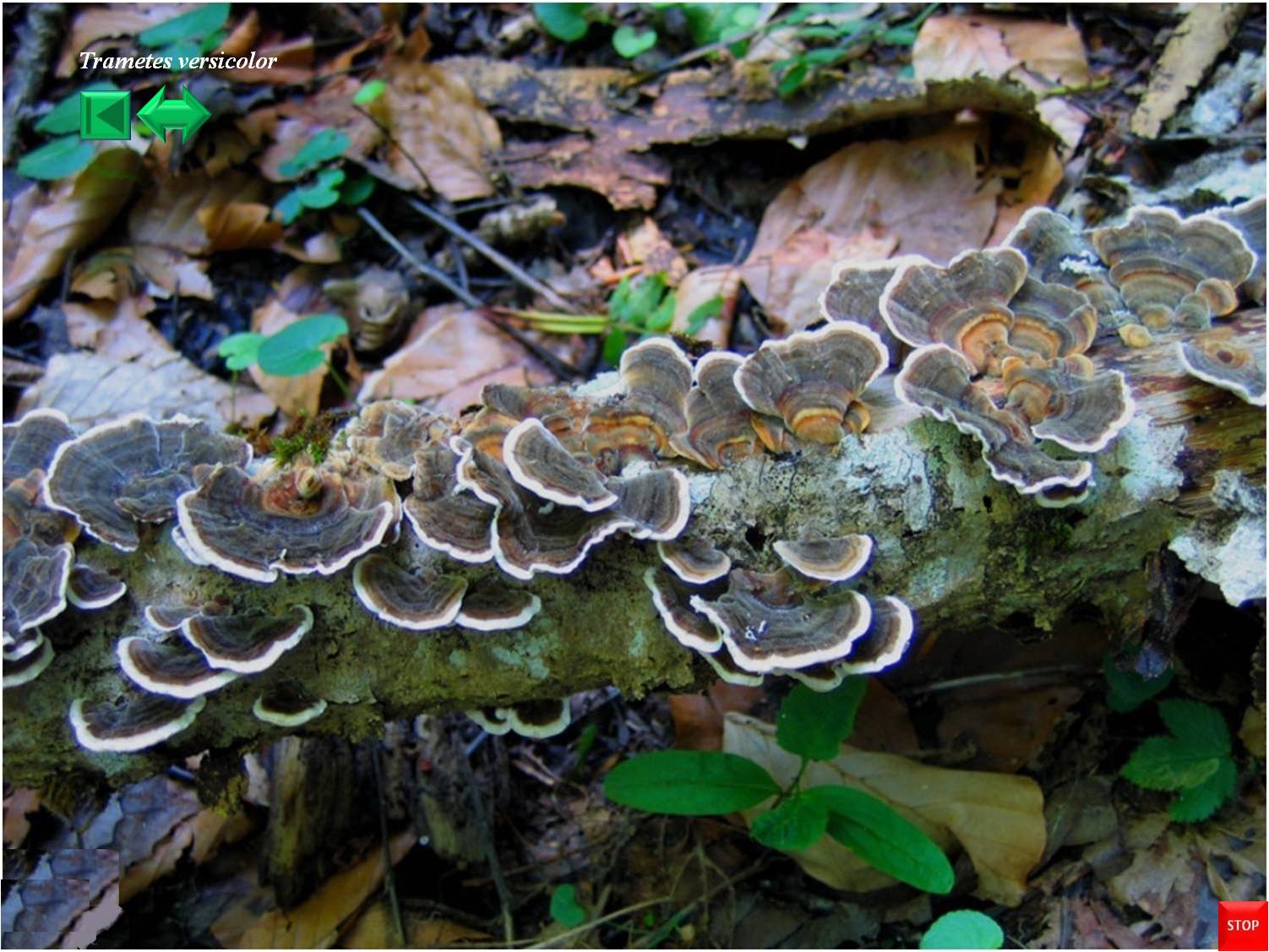 Trametes multicolor
