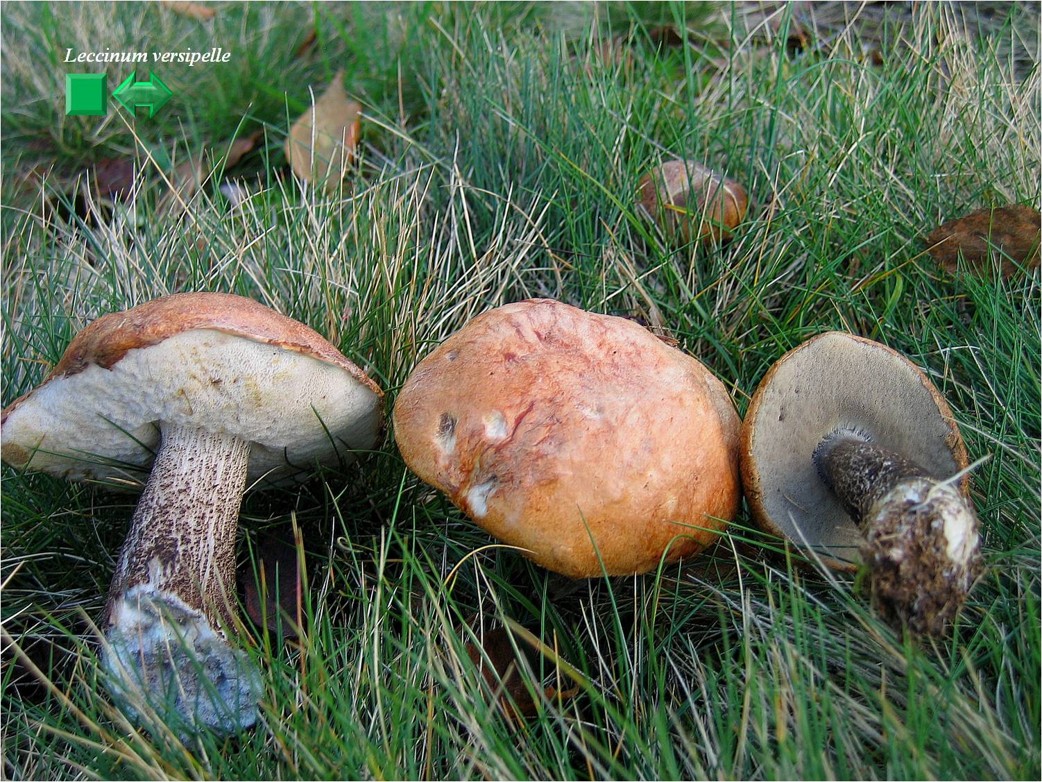 Leccinum versipelle