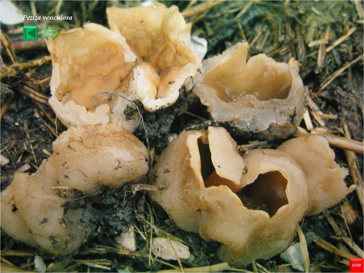 Peziza vesiculosa