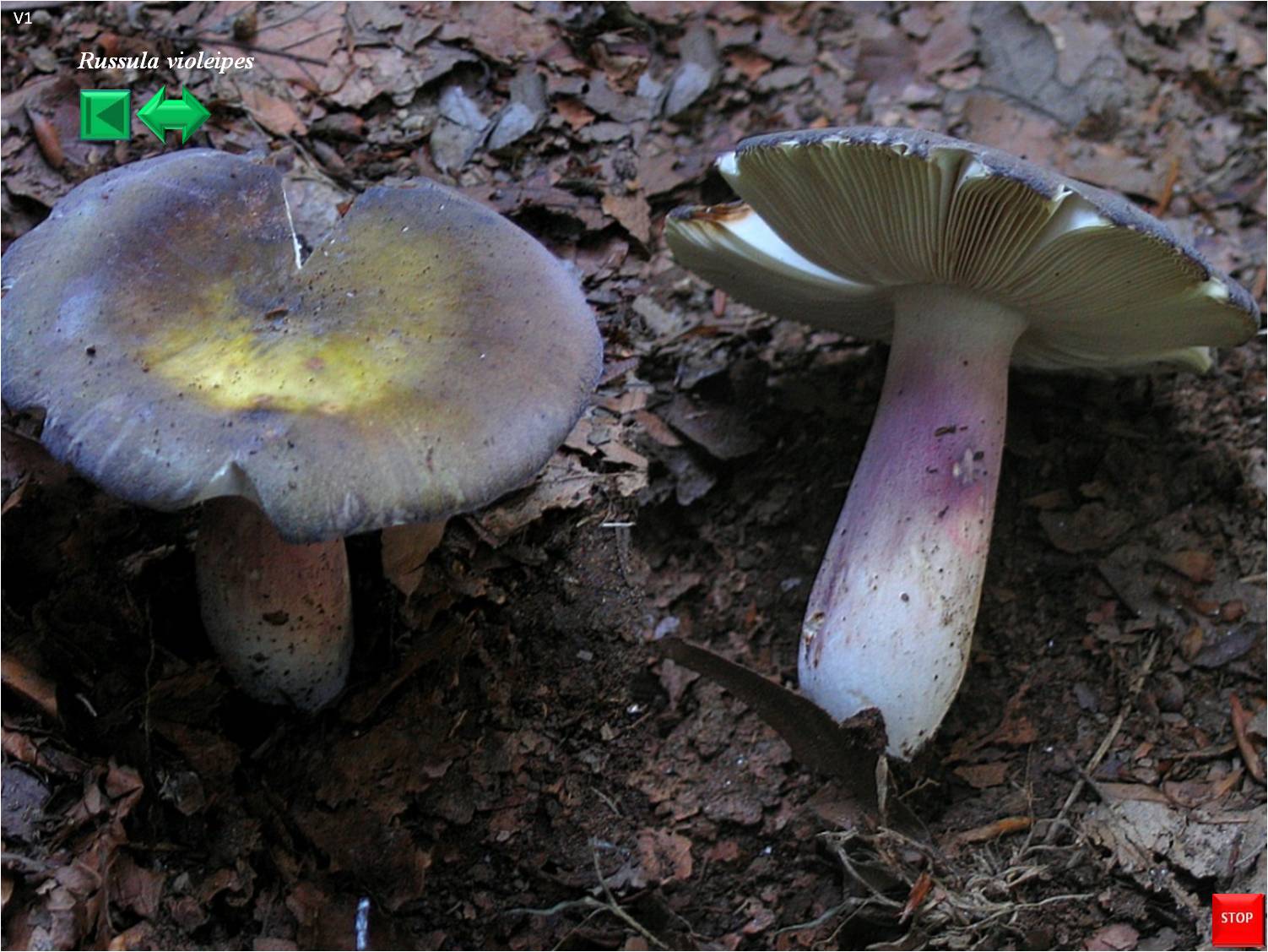 Russula violeipes