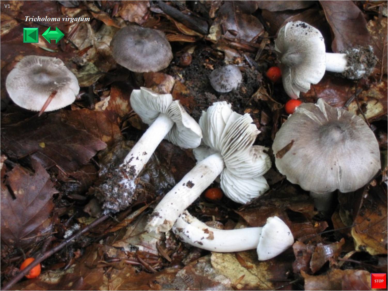 Tricholoma sciodes