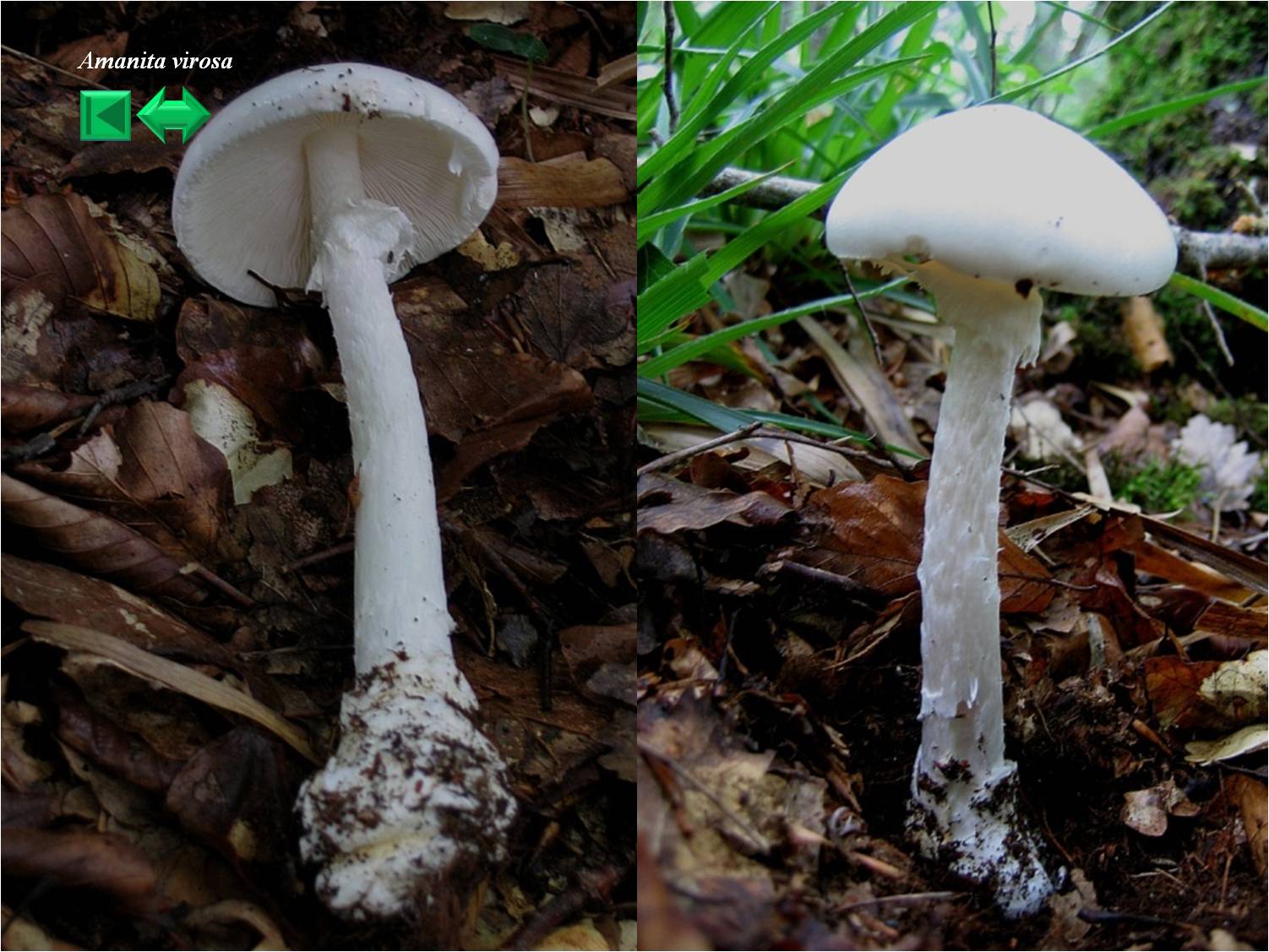 Amanita ovoidea