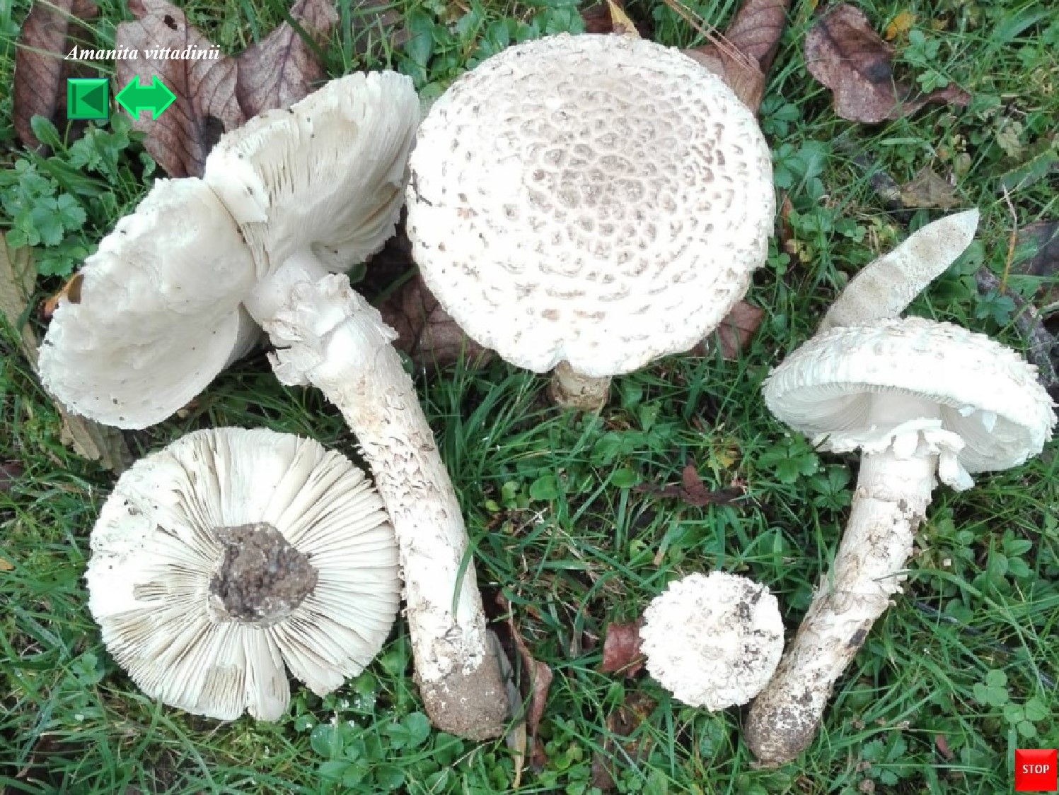 Amanita vittadinii