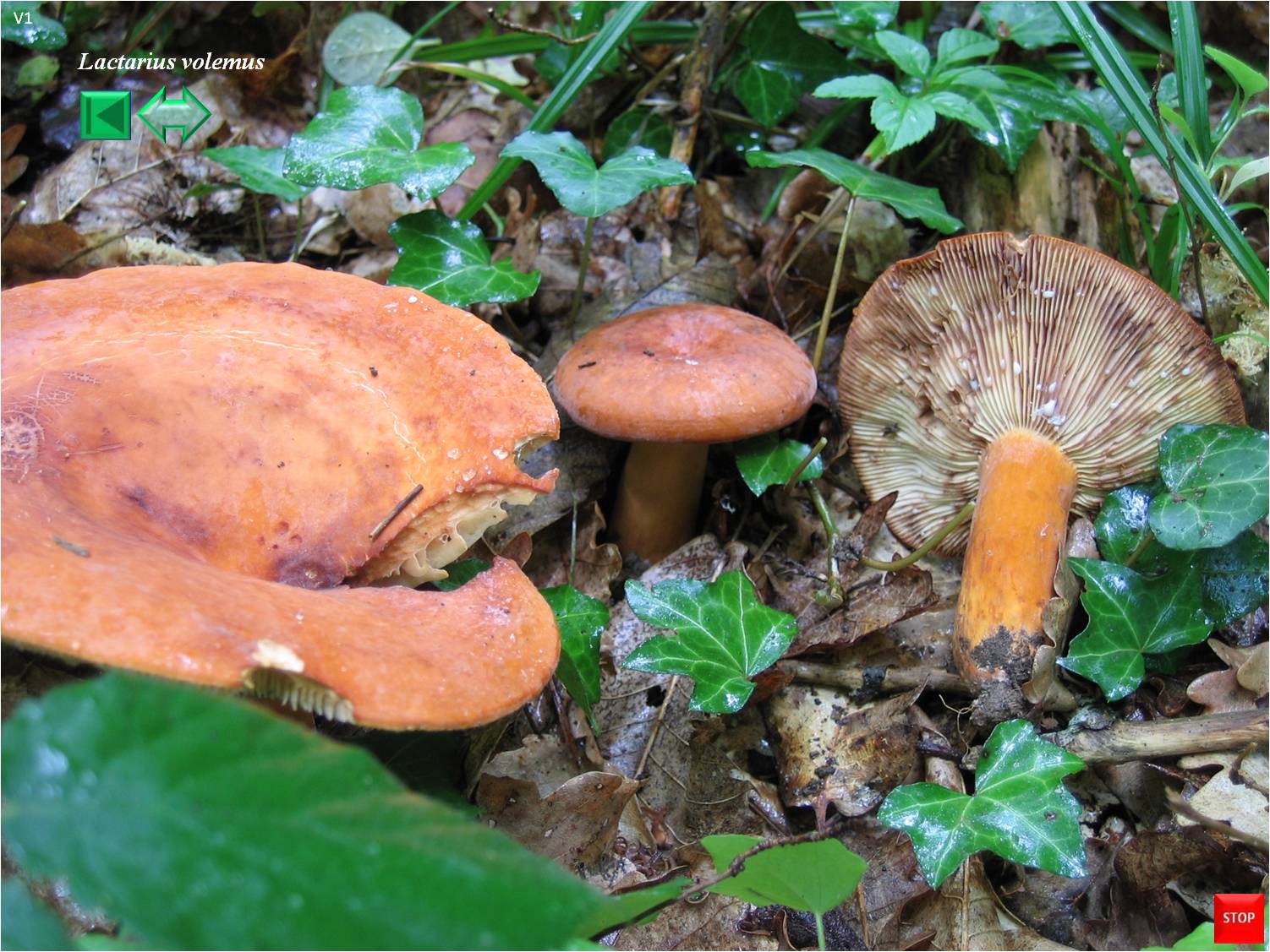 Lactarius volemus