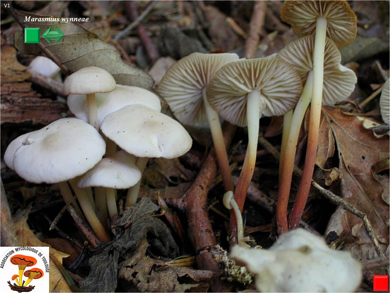 Marasmius wynneae