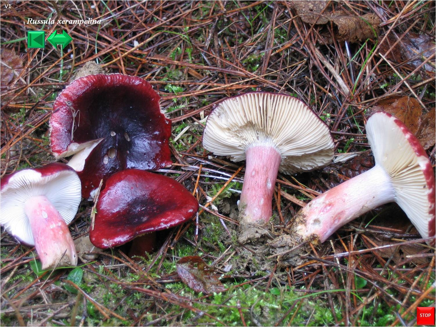 Russula krombholzii