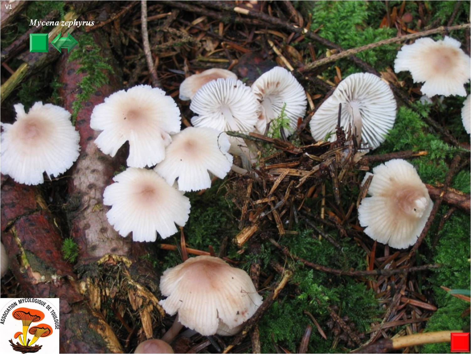 Mycena zephyrus